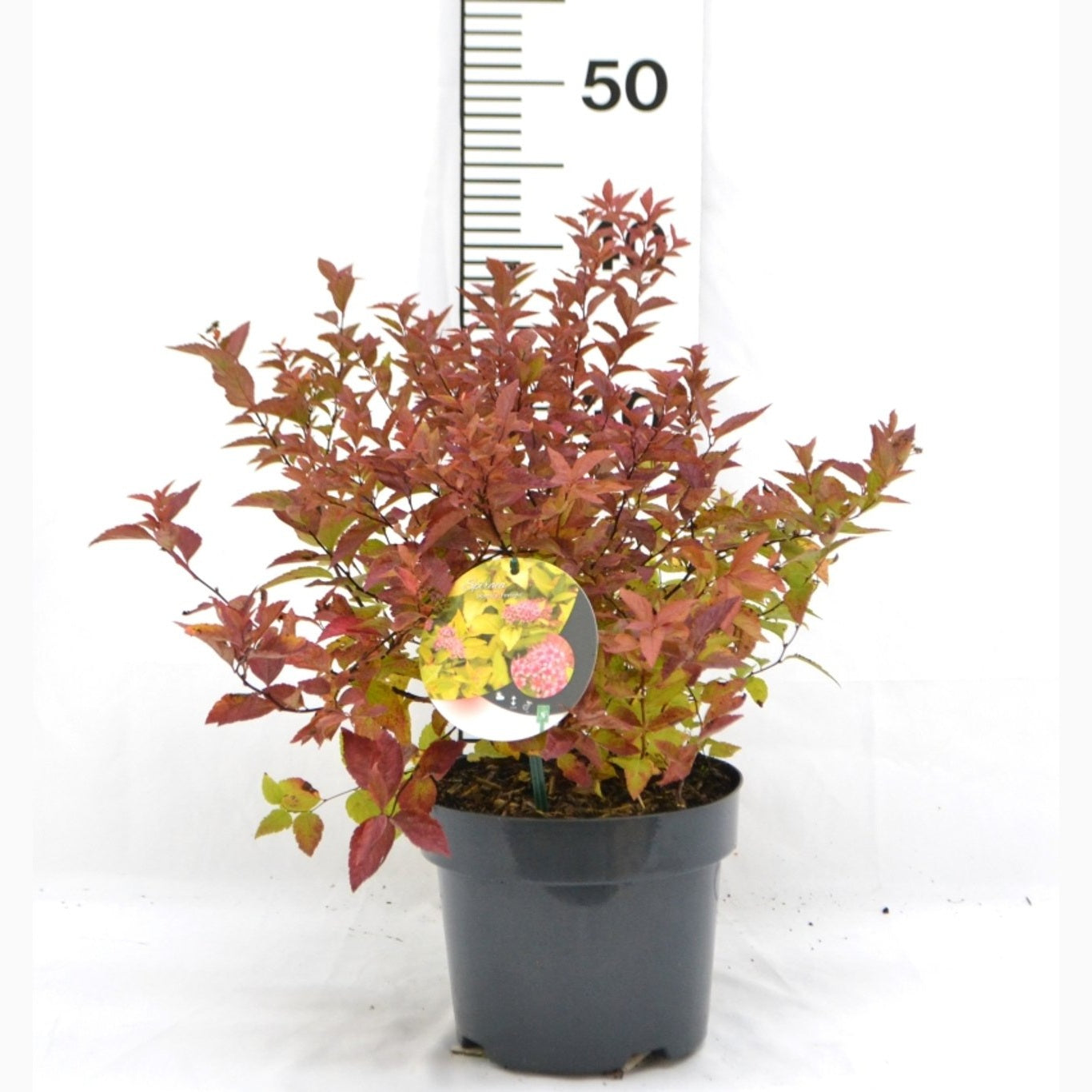Praktspirea – Spiraea japonica 'Firelight' - C3 20-40 CM